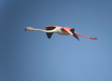 Flamingo / Greater Flamingo