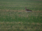 Kleine trap / Little Bustard