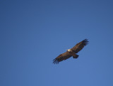 Vale gier / Griffon Vulture