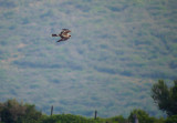 Dwergarend / Booted Eagle