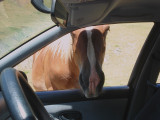 Horse asking for a lift
