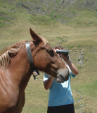 Horse with Bino's