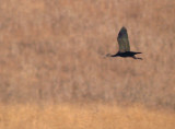Zwarte ibis / Glossy Ibis