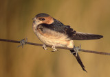 Roodstuitzwaluw / Red-rumped Swallow