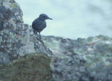 Blauwe rotslijster / Blue Rock Thrush
