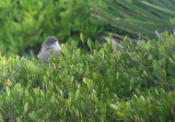 Kleine zwartkop / Sardinian Warbler