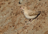 Bleke rotsmus / Pale Rock Sparrow