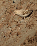 Bleke rotsmus / Pale Rock Sparrow