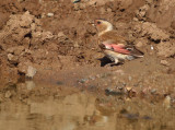 Rode bergvink / Crimson-winged Finch