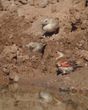 Rode bergvink / Crimson-winged Finch