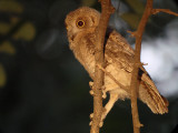 Gestreepte dwergooruil / Pallid Scops Owl