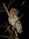 Gestreepte dwergooruil / Pallid Scops Owl