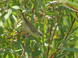 Gestreepte prinia / Graceful Prinia