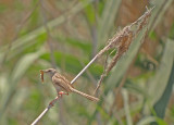 Gestreepte prinia / Graceful Prinia