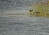Grijskoppurperkoet / Grey-headed Swamphen