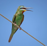 Groene Bijeneter / Blue-cheeked Bee-eater