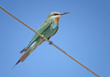 Groene Bijeneter / Blue-cheeked Bee-eater