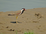 Indische kievit / Red-wattled Lapwing