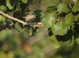 Indische rotsmus / Chestnut-shouldered Petronia