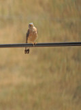 Kleine torenvalk / Lesser Kestrel