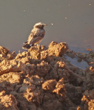 Westelijke roodstaarttapuit / Kurdistan Wheatear