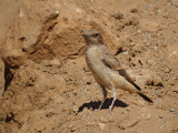 Westelijke roodstaarttapuit / Kurdistan Wheatear