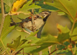 Moabmus / Dead Sea Sparrow