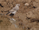 Oostelijk blonde tapuit / Eastern Black-eared Wheatear