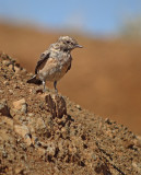 Oostelijk blonde tapuit / Eastern Black-eared Wheatear