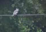 Bonte IJsvogel / Pied Kingfisher