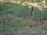 Rosse waaierstaart / Rufous-tailed Scrub Robin