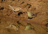 Rotsmus / Rock Sparrow