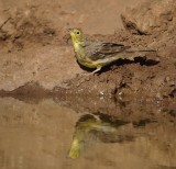 Smyrnagors / Cinereous Bunting