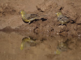 Smyrnagors / Cinereous Bunting