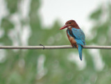 Smyrnaijsvogel / White-throated Kingfisher