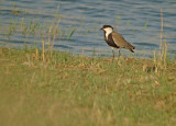 Sporenkievit / Spur-winged Lapwing