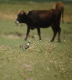 Sporenkievit / Spur-winged Lapwing