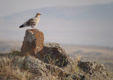 Aasgier / Egyptian Vulture