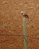 Arendbuizerd / Long-legged Buzzard