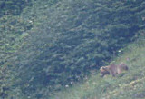 Bruine beer / Eurasian Brown Bear