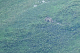 Bruine beer / Eurasian Brown Bear