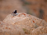 Finsch tapuit / Finsch' Wheatear