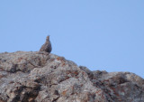 Kaspisch berghoen / Caspian Snowcock