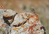 Steenheggenmus / Raddes' Accentor