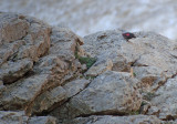 Rotskruiper / Wallcreeper