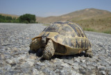 Landschildpad / Tortoise