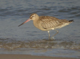 Rosse grutto / Bar-tailed Godwit