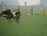 Vale gier / Griffon Vulture