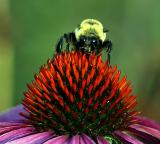 Bee on flower