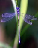 Beautiful purple Dragonfly